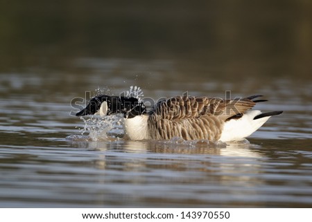 Canada goose, Branta canadensis, single bird on water bathing, Midlands, April 2011