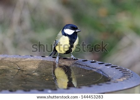 Great tit, Parus major, single bird at garden drinking bath, Warwickshire, December 2011