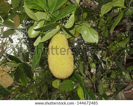 Jackfruit or Nangka, Lombok, Indonesia, March 2011 largest tree borne fruit in the world