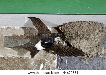 House Martin, Delichon urbica, single bird in flight by nest, Powys, Wales, August 2011