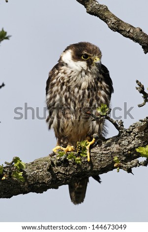 Hobby, Falco subbuteo, single captive bird on branch, Midlands, April 2011