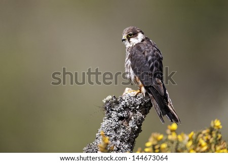 Hobby, Falco subbuteo, single captive bird on branch, Midlands, April 2011