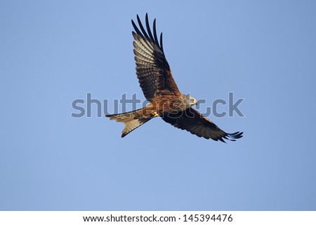 Red kite, Milvus milvus, single bird in flight, Gigrin Farm, Wales, January 2011                 ,