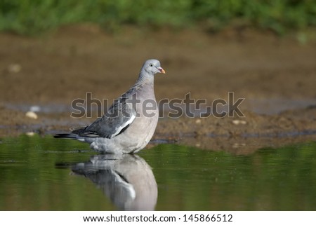 Wood pigeon, Columba palumbus, immature bird coming down to water to drink, Midlands, August 2011