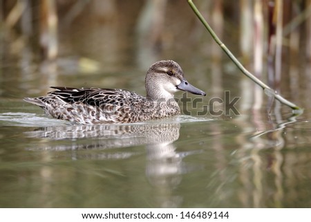 Garganey duck, Anas querquedula, single female on water, captive bird, September 2012
