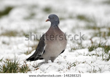 Wood pigeon, Columba palumbus, single bird on snowy ground, Warwickshire, February 2012