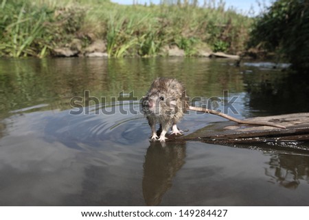 Brown rat, Rattus norvegicus, captive, by river, August 2009