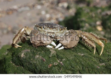 Chinese mitten crab, Eriocheir sinensis, Single crab on mud, River Thames, London, October 2009
