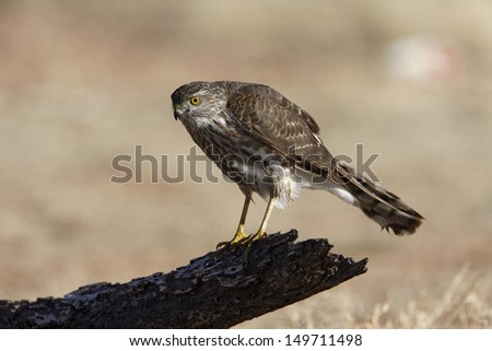 Coopers hawk, Accipiter cooperii, juvenile, Arizona, USA, winter