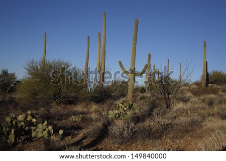 Cactus plants in desert, Arizona, USA. Mostly saguaro cactus