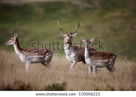Fallow deer, Dama dama, male and female, Kent, October 2009