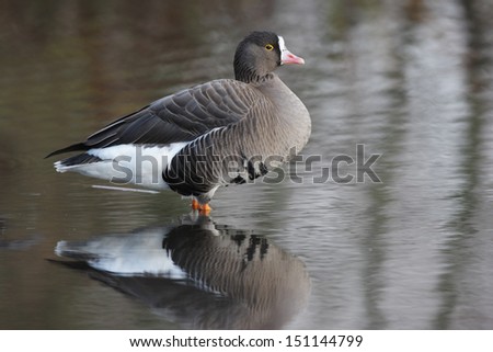 Lesser white-fronted goose, Anser erythropus, a single captive bird standing in water, Martin Mere, Lancashire, winter 2009