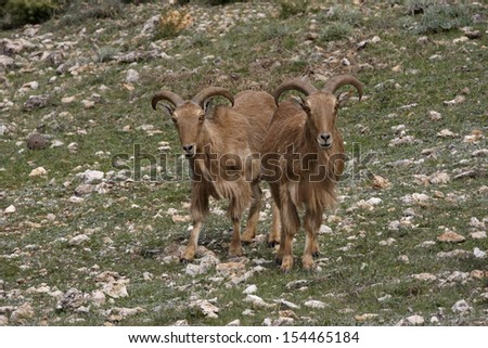 Barbary sheep or Mouflon, Ammotragus lervia, Two animals standing on grass, Espuna National Park, Spain