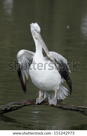 Dalmatian pelican, Pelecanus crispus, native to eastern Europe, winter