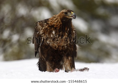 Golden eagle, Aquila chrysaetos single bird in deep snow, Finland