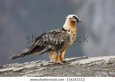 Lammergeier or lammergeyer or bearded vulture,  Gypaetus barbatus, at feeding station, Spain, winter