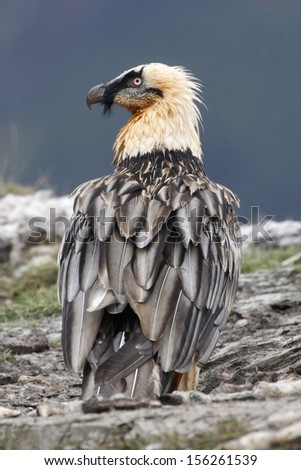 Lammergeier or lammergeyer or bearded vulture,  Gypaetus barbatus, at feeding station, Spain, winter
