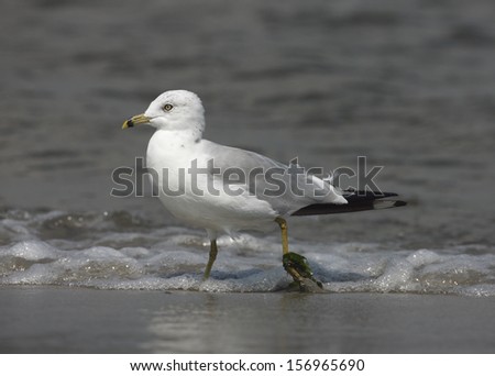 Ring-billed gull, Larus delawarensis, single bird standing in water, New York, USA , summer