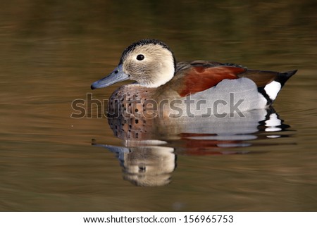 Ringed teal or ring necked teal, Callonetta leucophrys, male, native to South America