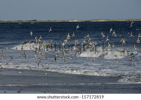 Sanderling, Calidris alba, group of birds in flight by sea, New York, USA, summer
