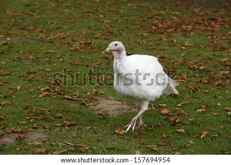 Domestic turkey, beaing reared  on a farm