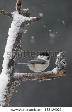 Willow tit, Parus montanus borealis, Single bird perched on branch in snow storm, Finland, winter