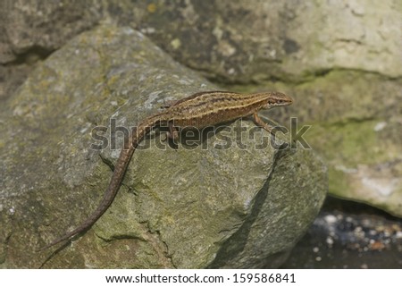 Common Lizard, Lacerta vivipara, single animal in Dorset