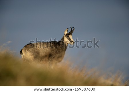 Chamois, Rupicapra rupicapra, single animal on hillside, France