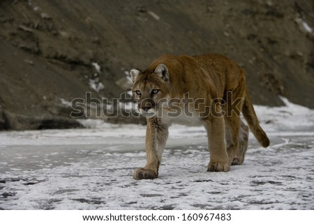 Puma or Mountain lion, Puma concolor, single cat in snow, captive