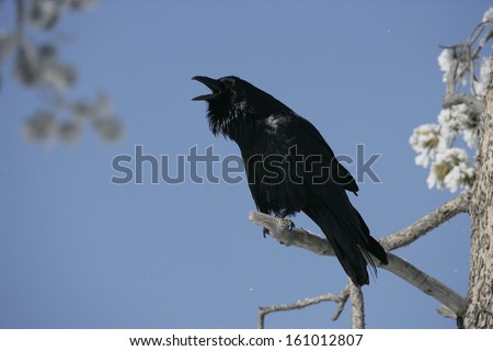 Raven, Corvus corax, single bird in frost covered tree, winter, Yellowstone, USA