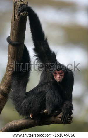 Red-faced spider monkey, Ateles paniscus, single mammal on branch,  Brazil