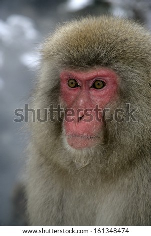 Snow monkey or Japanese macaque, Macaca fuscata, single monkey on snow, Japan