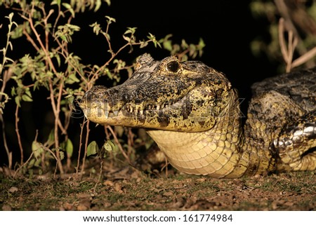 Spectacled caiman, Caiman crocodilus, single animal head shot, Brazil