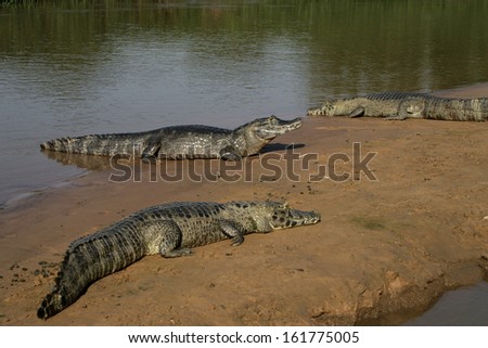 Spectacled caiman, Caiman crocodilus, single animal in water, Brazil