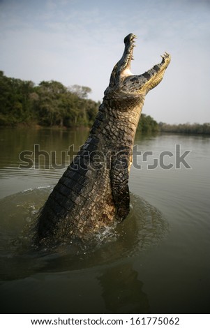 Spectacled caiman, Caiman crocodilus, single animal leaping out of water, Brazil