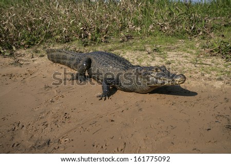 Spectacled caiman, Caiman crocodilus, single animal by water, Brazil