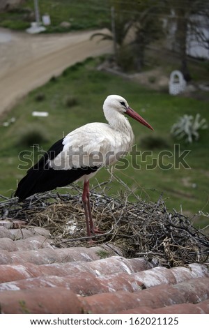 White stork, Ciconia ciconia, single bird on nest on building roof, Spain