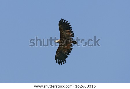 Black-collared hawk, Busarellus nigricollis, single bird in flight, Brazil