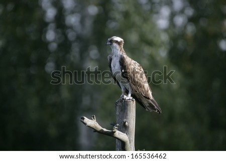 Osprey, Pandion haliaetus, single bird on branch, Finland
