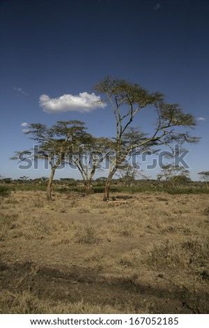 Yellow fever tree,  Acacia xanthophloea, Tanzania