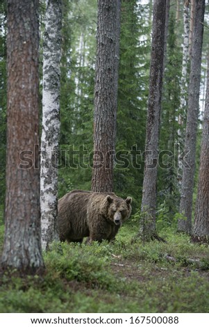 European brown bear, Ursus arctos arctos, single mammal in woodland, Finland