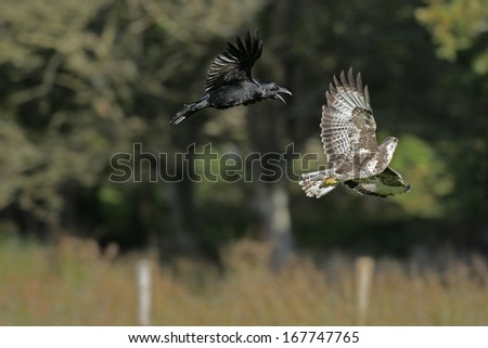 Common buzzard, Buteo buteo, single bird in flight mobbed by crow, Wales