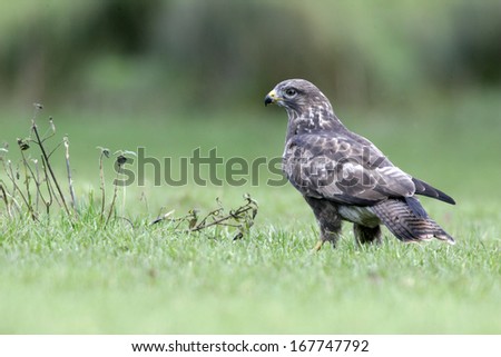 Common buzzard, Buteo buteo, single bird on ground, Wales