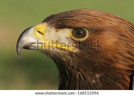 Golden eagle, Aquila chrysaetos, single bird head shot