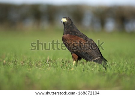 Harris hawk, Parabuteo unicinctus, single bird on grass, falconry bird with jessies on legs
