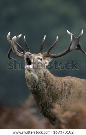 Red deer, Cervus elaphus, single male, UK
