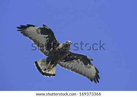 Red-backed hawk, Buteo polyosoma, single female in flight, Falklands