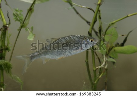 Roach, Rutilus rutilus, single fish in water