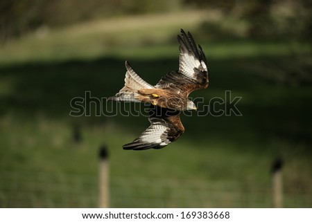 Red kite, Milvus milvus, single bird in flight, Wales, UK