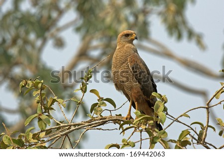 Savanna hawk, Buteogallus meridionalis, single bird on branch, Brazil